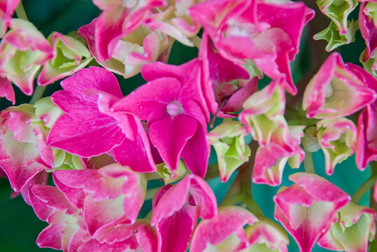  Pink hortensia (Hydrangea) flowers in the garden. 