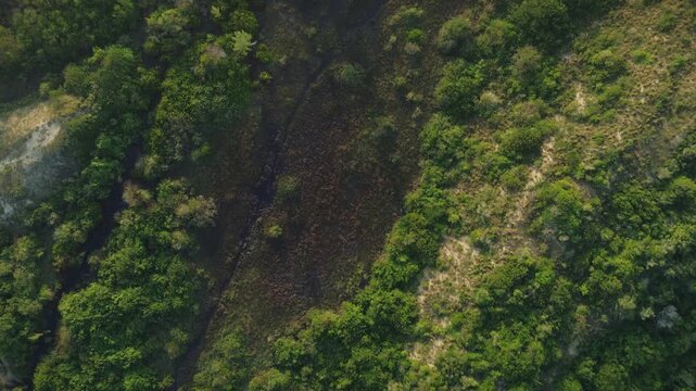 Panoramic aerial drone shot of a lush green forest at sunrise. This beautiful natural landscape in Tampico Tamaulipas features dense trees illuminated by gentle morning light for a peaceful city escap