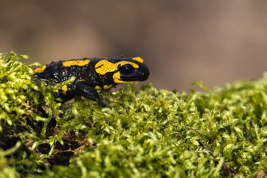 A fire salamander (Salamandra salamandra) resting on a moss-covered rock in a humid beech forest