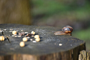 A snail with a spiral shell slowly crawling along the surface of an old wooden stump towards scattered food Fauna nature park forest © Владимир Берлизов