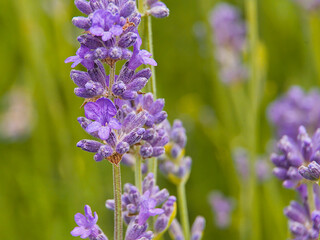  Violet flowers of lavender - Lavandula angustifolia. 