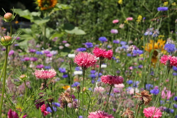 a group pink and some blue cornflowers in a flowerbed with wild flowers closeup in summer