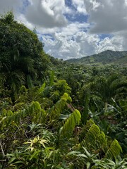 Fototapeta premium Dense tropical rainforest vegetation with green mountains in the background