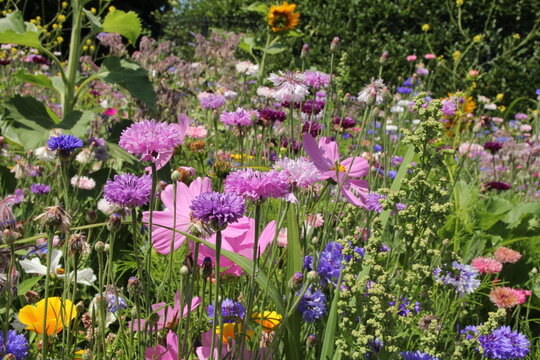 a group beautiful wild flowers with cornflowers and cosmos and poppies in a flowerbed for stimulating biodiversity
