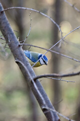 A small brightly colored bird the common blue tit sits on a tree branch bright blue cap winter spring fauna nature park forest