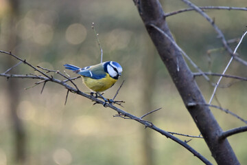 A small brightly colored bird the common blue tit sits on a tree branch bright blue cap winter spring fauna nature park forest © Владимир Берлизов