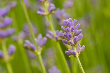 Fototapeta premium Closeup of violet flowers of lavender - Lavandula angustifolia. 