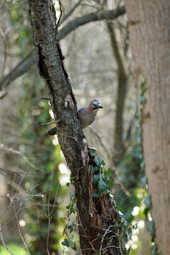 A jay bird sitting on a tree branch reddish-brown plumage winter spring fauna nature park forest