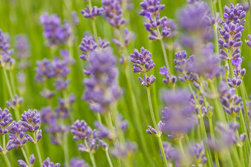 Obraz premium Violet flowers of lavender - Lavandula angustifolia. 
