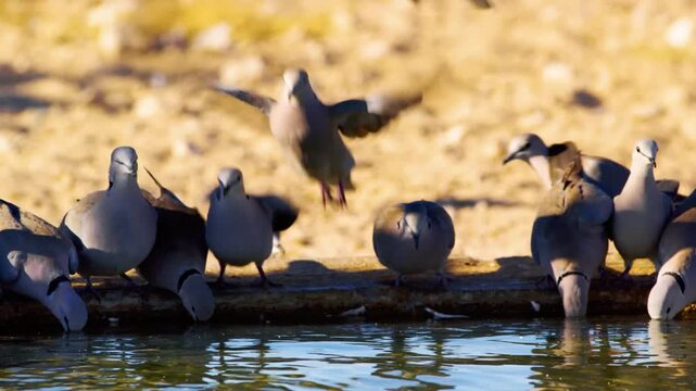 Close up of Eurasian collared dove drinking water at a waterhole in Savanah