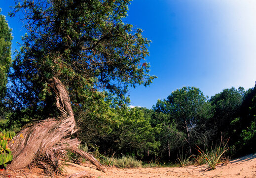 A picturesque juniper tree (Juniperus oxycedrus subsp. macrocarpa) with a twisted trunk, Ginepro comune Juniperus communis. Platamona, Sassari, Italia.

Common juniperus Platamona, Sassari, Italy.
