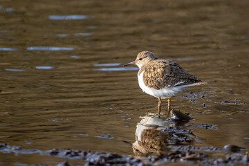 The common sandpiper (Actitis hypoleucos) standing in shallow water and looking for food on a riverside mudflat