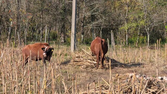 Cows Eating Dried Corn Stalks in Rural Samegrelo Georgia