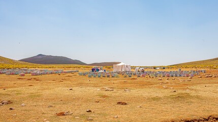 Obraz premium Beekeeping is a widespread source of livelihood in Karacadağ, Diyarbakır, and producers generate considerable amounts of honey every summer.