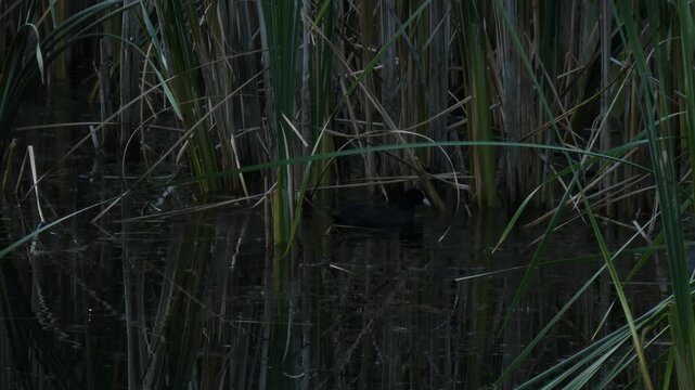 Black Eurasian coot (Fulica atra), a medium-sized waterfowl, foraging for food in the dark shadows of reeds. Deep shadow, low key. Survival instinct and Resilience.