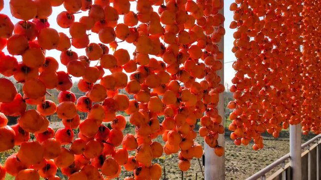 Rows of Persimmons Drying on Balcony in Samegrelo Georgia