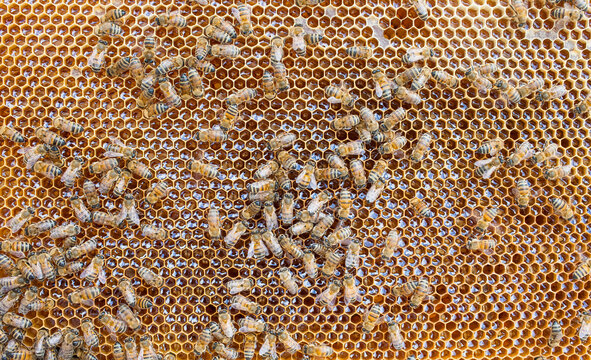 Beekeeping is a widespread source of livelihood in Karacadağ, Diyarbakır, and producers generate considerable amounts of honey every summer.
