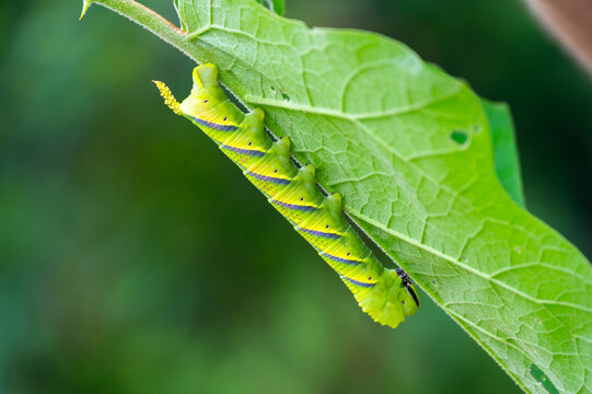 Oleander hawk moth caterpillar Daphnis nerii on green leaf in tropical forest of Thailand. Bright striped larva with tail horn showing camouflage and insect life cycle.