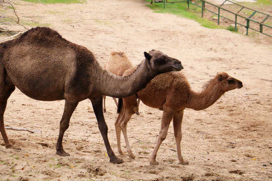 camel in the desert
