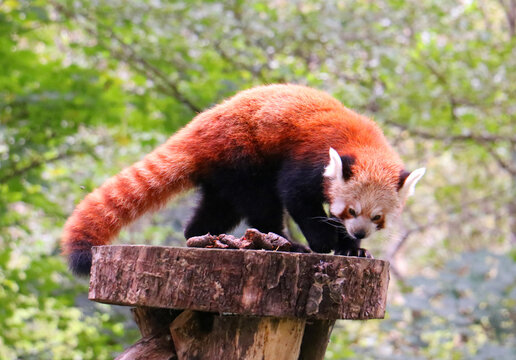 red panda in tree
