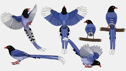 Vibrant illustrative study of a striking blue bird, showcasing its distinctive long tail and bold markings in various flight and perching positions © Art