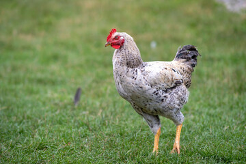 Chicken grazing on green grass. Raising organic poultry on home backyard © bilanol