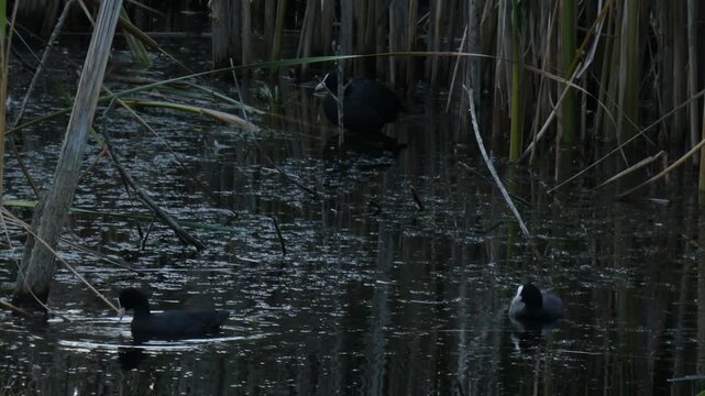 Three Eurasian coots (Fulica atra) and a muskrat (Ondatra zibethicus) swimming in dark swamp waters at dusk. Low key, natural lighting. Wide shot. Resilience and Survival Instinct