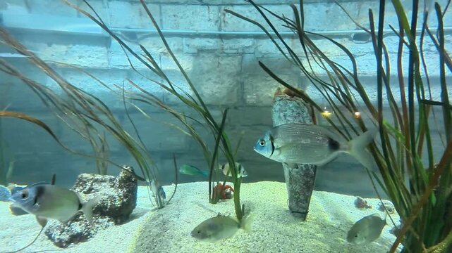 Gilt-Head Sea Bream Swimming Among Tall Seaweed in Aquarium
