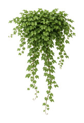 Naklejka premium PNG Lush cascading green ivy plant