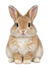 Fototapeta premium PNG Adorable fluffy rabbit sitting calmly.