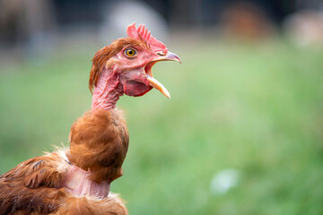 Young chicken grazing on green grass in backyard garden © bilanol