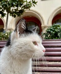 Nature and animals outdoor photography collection. © tiko