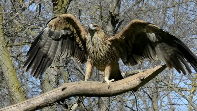 Eastern imperial eagle, its scientific name is Aquila heliaca