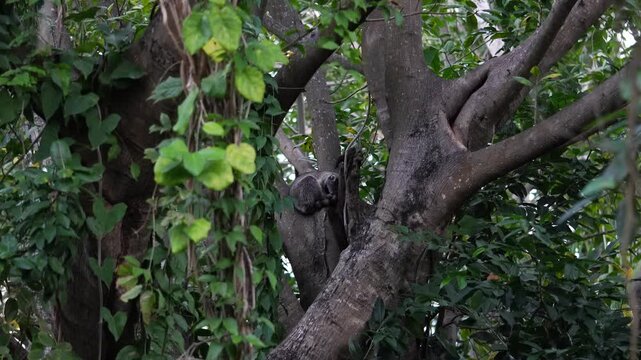Sunda flying lemur resting on a tree branch