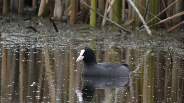 Black water bird submerging into water leaving ripples with a grass snake swimming in distance. Natural lighting, Medium shot, Soft light. Survival instinct and Mystery.
