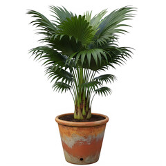 Fototapeta premium A small potted plant isolated on transparent background