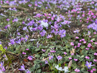 Fototapeta premium Beautiful vibrant violet purple crocus and pink cyclamen flowers high angle view growing on garden park meadow in spring time