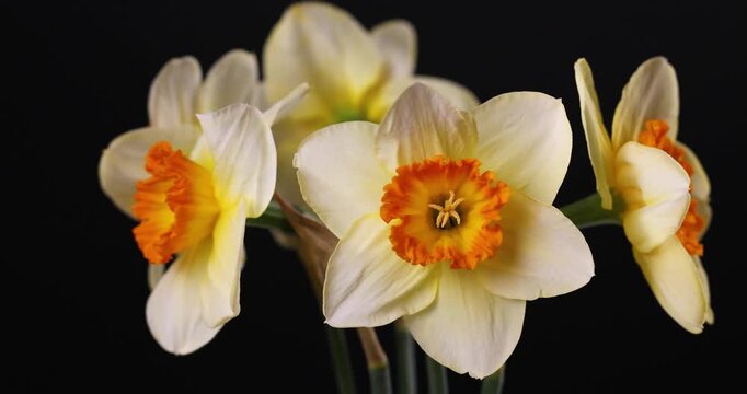 White and orange daffodil flowers rotating