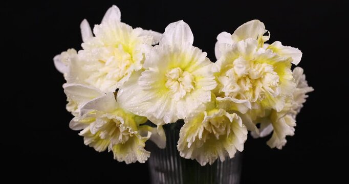 White and yellow daffodil bouquet rotating
