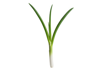 Obraz premium A green plant sprout with three leaves on a black background