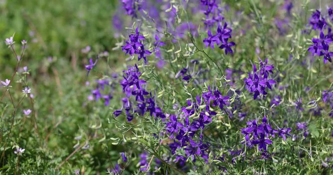 Purple wildflowers swaying gently in the wind