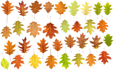 Fototapeta premium Colorful leaves arranged in pattern showing the changing seasons in nature isolated on transparent background, PNG file