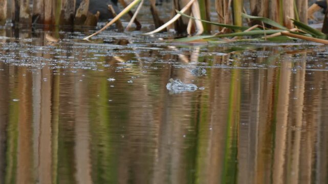 Two common toads Bufo bufo in pond where one is still and another swims near a coot. Natural lighting, Close-up, Soft light. Biodiversity and Mystery.