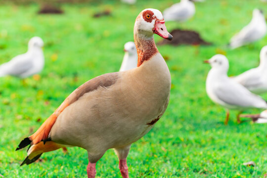Egyptian Goose Standing on Green Grass with Blurred Birds Background. Alopochen Aegyptiaca in a Sunny Park Environment