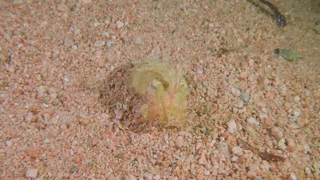 A Pacific sand crab, Emerita analoga, is partially buried in golden sand, revealing just its shell in a coastal marine environment.
