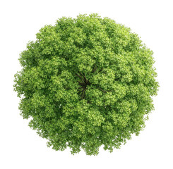 Obraz premium PNG Lush green tree canopy top