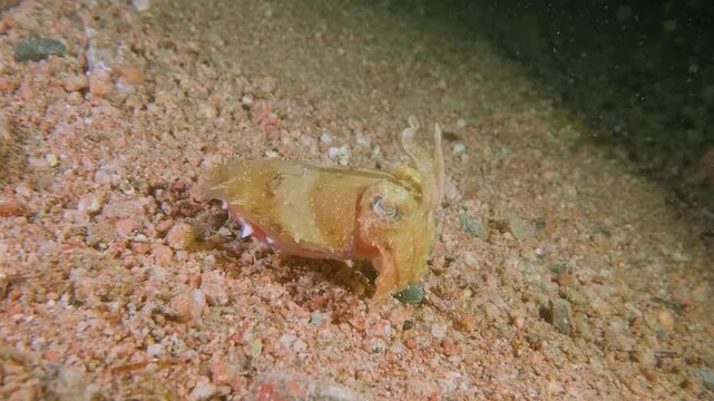 A broadclub cuttlefish with striking mottled brown and white patterns glides through reef waters, blending perfectly into its surroundings.