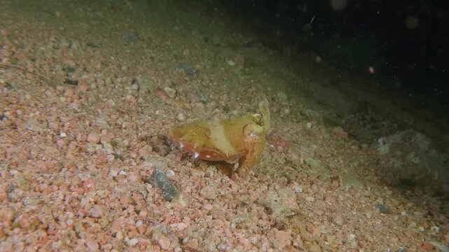 A broadclub cuttlefish with mottled brown and white skin patterns glides across a sandy seabed in clear tropical waters.