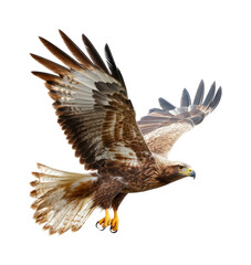 Obraz premium Majestic Brown Hawk in Flight Over Clear Blue Sky