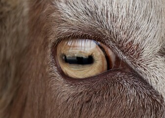 Eye Of Goat